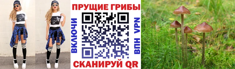 хочу   Чудово  Галлюциногенные грибы GOLDEN TEACHER 